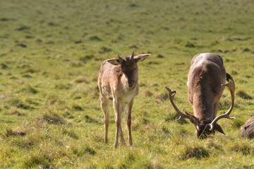 fallow deer in a field