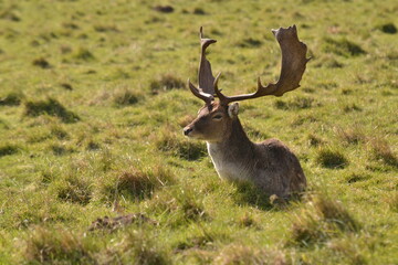 fallow deer in a field