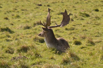 fallow deer in a field