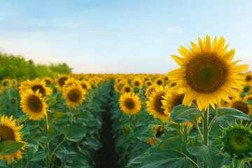 Beautiful view of field with blooming sunflowers under sky on summer day
