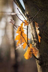 Colorful autumn leaves close up detail on blurred background