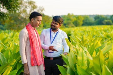 Indian farmer with young indian banker or agronomist at green turmeric field. - obrazy, fototapety, plakaty