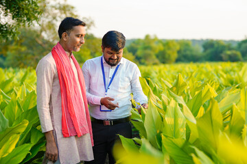 Indian farmer with young indian banker or agronomist at green turmeric field.