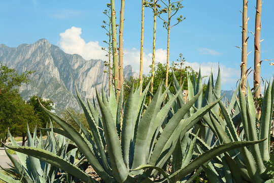 Beautiful Agave plant growing outdoors on sunny day