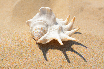 Fototapeta na wymiar Sandy beach with beautiful seashell on sunny day