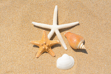 Fototapeta na wymiar Beautiful starfishes and sea shells on sandy beach, flat lay