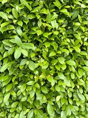 green banyan leaves on the wall