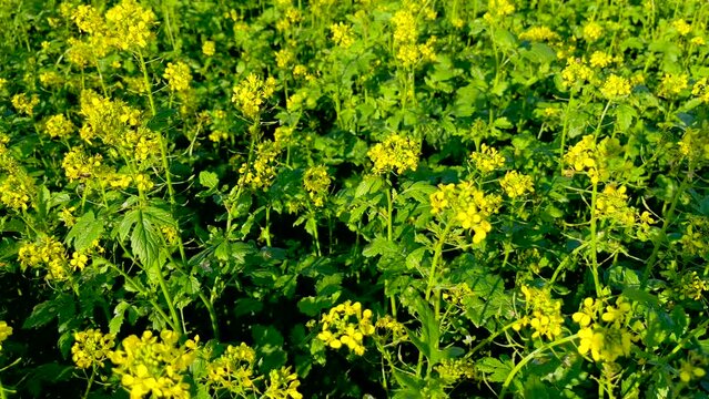 Rapeseed flowers blooming and waving on wind. Close up of yellow flowers.