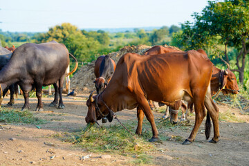 Indian cattle group at agriculture field