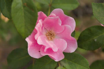 A flower in detail with its petals and leaves