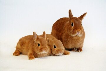 Red rabbit on a white background, Year of the Rabbit