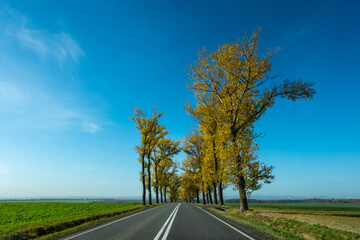 Fototapeta premium Beautiful road with autumn trees with golden leaves. Perfect blue sky. The photo was taken on a sunny day from a car while driving.