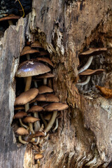 Mehrere Pilze in einen Baumstamm gewachsen