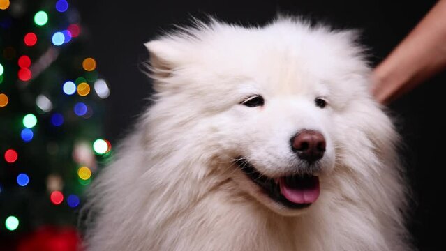 The owner gently strokes his happy pet against the background of a Christmas tree. Samoyed is waiting for a magical holiday at home. Happy New Year and Merry Christmas! 