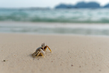 White crab with two antennae advancing on the white sand of the beach.