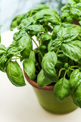 organic basil in the pot