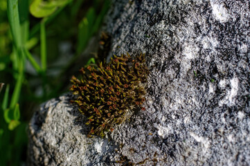 moss grows on a stone in the garden