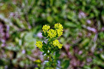yellow small flowers in the garden