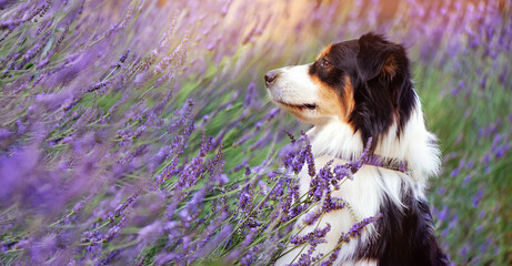 Profile picture of an aussie shepherd in lavender bush