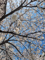 cherry blossoms
