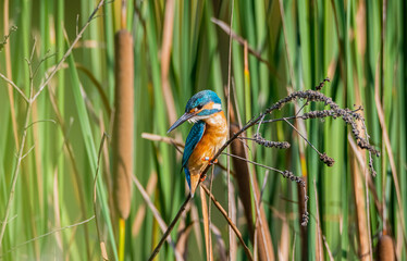 kingfisher on the branch