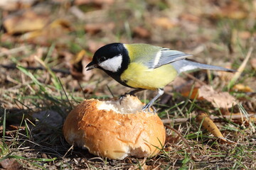 Parus major. Great Tit feeds on the lawn on an autumn day