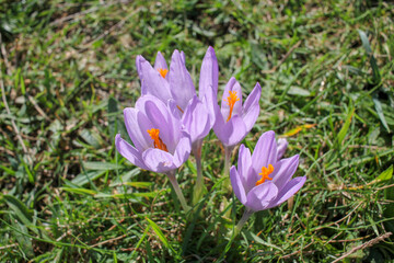 Fototapeta premium saffron flowers on the ground