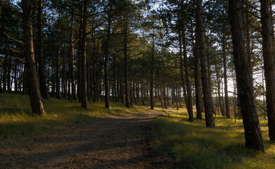 sunset in the forest