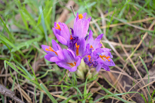 saffron plant found in a wood
