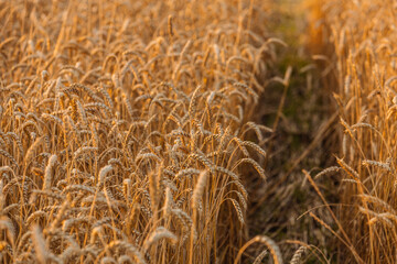 Close up of ripe wheat ears. Beautiful backdrop of ripening ears of golden field.