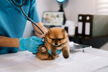 Examine the veterinarian's breath in work clothes, listen to the breath of a small dog.