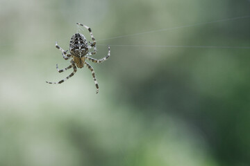 Cross spider crawling on a spider thread. Halloween fright. Blurred background.