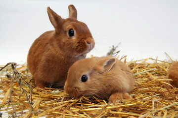 Red rabbit mother with children on a straw background, Year of the Rabbit