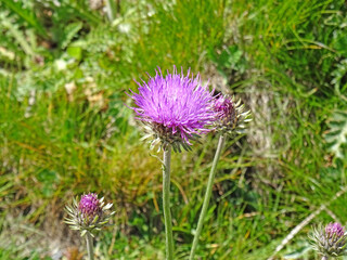Flore alpine