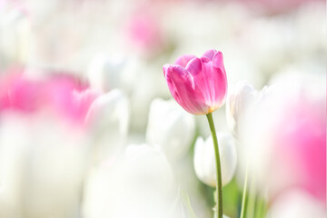 Obraz na płótnie Canvas pink tulip with bokeh on wallpaper