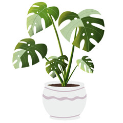 Monstera plant in a pot