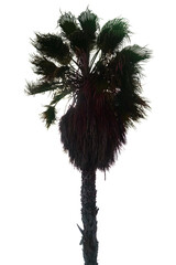 Palme isoliert.