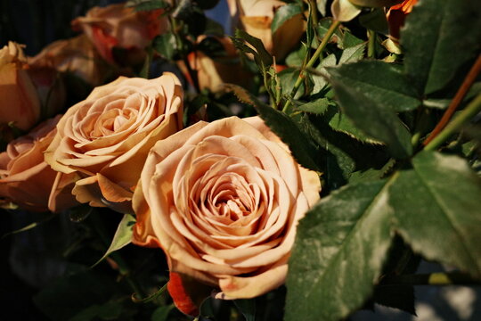 roses flower red champane pink close up