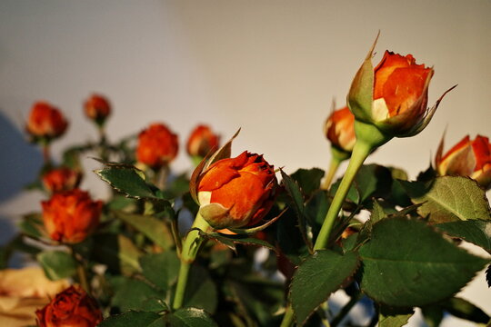 roses flower red champane pink close up
