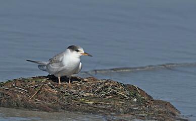 Common Terns (Sterna hirundo), Greece