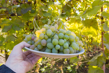 White grapes on big dish in hand on blurred background