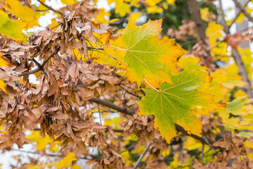 Maple branch with autumn leaves and dry winged seeds