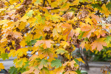 Maple branches with autumn leaves and dry winged seeds