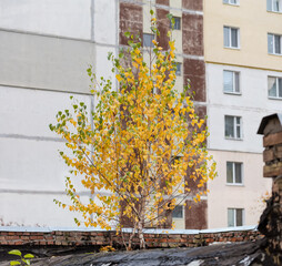 Fototapeta na wymiar Young birches growing on the industrial building roof in autumn