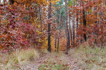 Deciduous and coniferous autumn forest with footpath in overcast weather
