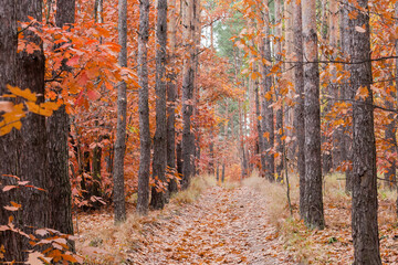 Fototapeta na wymiar Deciduous and coniferous autumn forest with footpath in overcast weather