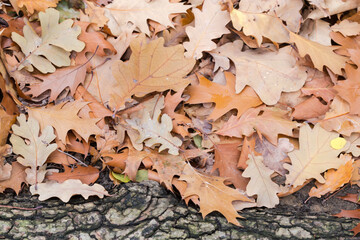 Fallen oak leaves and oak log on the ground