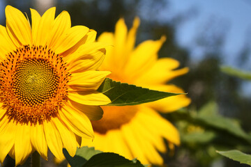 Beautiful sunflower on a sunny day with a natural background. Selective focus