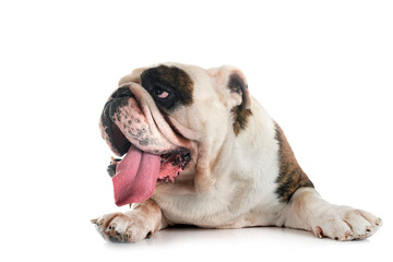 Obraz premium english bulldog in studio