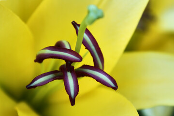 Closeup of stamen and pistil of a yellow lily. Selective focus